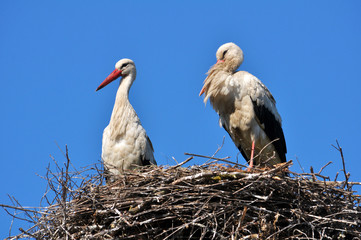 A couple of stork is in its nest