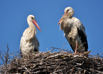 A couple of stork is in its nest