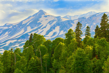 Beautiful green forest at the foot of the mountains covered with eternal snow