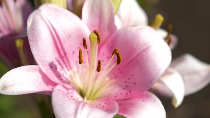 Pink garden lily blooms in the summer garden. close-up. Flower business. Beautiful flowers bloom in spring in park.