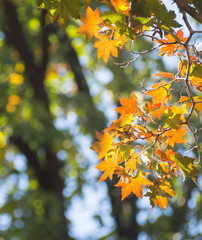 The color of maple leaves in the spring of the year