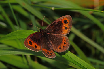Fototapeta premium Erebia aethiops (ESPER, [1777]) Graubindiger Mohrenfalter DE, BY, Wallgau 30.07.2016