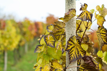Obraz premium A detail from the vineyard during the autumn. 