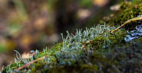 Moss close-up on the bark of a tree