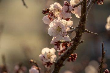 매화,봄,매화꽃