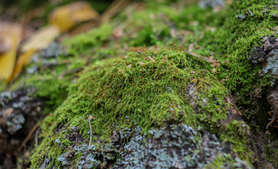 Moss close-up on the bark of a tree