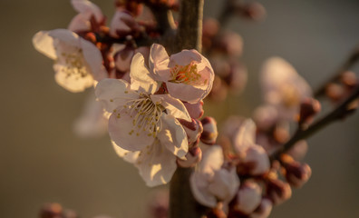 매화,봄,매화꽃