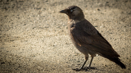 Jackdaw bird stand on a land