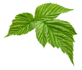 Raspberry leaf isolated