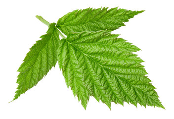 Raspberry leaf isolated