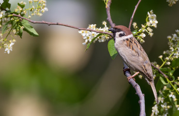 Tree sparrow bird on a branch