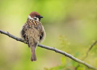 Tree sparrow bird on a branch sitting back and looking to the right