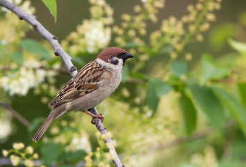 Tree sparrow bird on a branch