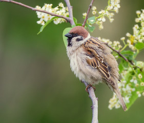 Tree sparrow bird on a branch