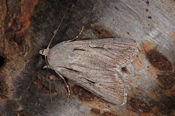 Dichagyris candelisequa ([DENIS & SCHIFFERMÜLLER], 1775) Südliche Felsflur-Erdeule DE, RLP, Starkenburg, Mosel 17.07.2016