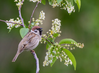 Tree sparrow bird on a branch
