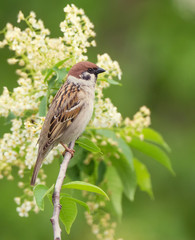 Tree sparrow bird on a branch