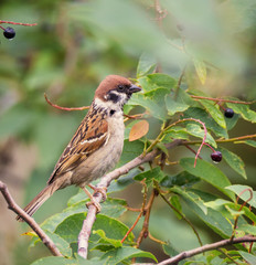 Tree sparrow bird on a branch with berries
