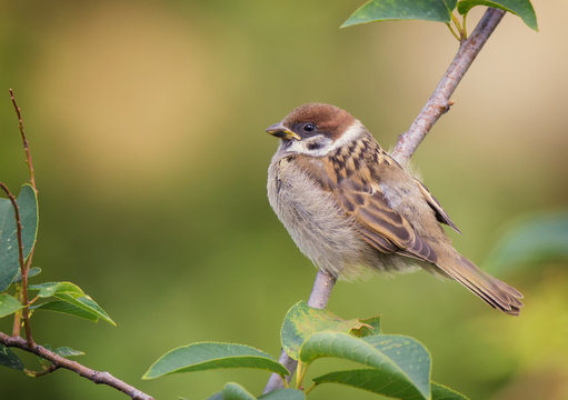 Tree sparrow bird on a branch