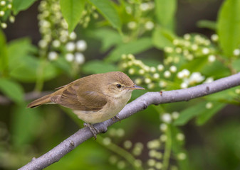 Bird Blyth's reed warbler on a branch