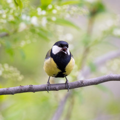 Obraz na płótnie Canvas Bird great tit sing on a branch