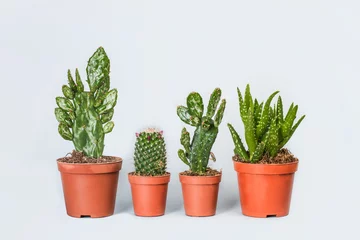 Stickers pour porte Cactus en pot Cactus vu de face sur fond isolé gris. Espace de copie
