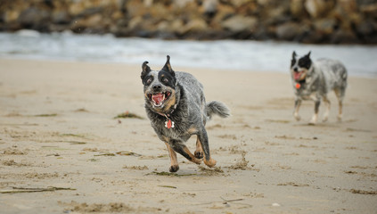 Australian Cattle Dog running like a maniac