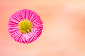 bellis perennis daisy pomponette flower © spetenfia