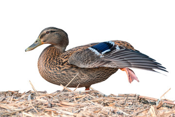 duck in the farm