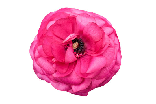 pink peonia flower on white background