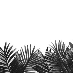 Black color of tropical leaves foliage plant close up with white copy space background.Nature and...