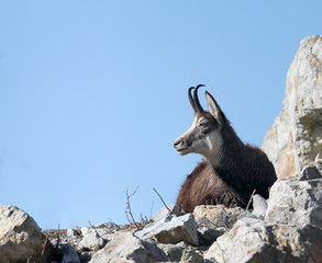 chamois,  goat on rock
