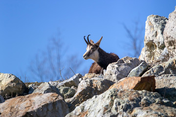 chamois on the top of mountain