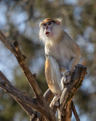 pats monkey is sitting on the branch