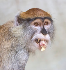 patas monkey is eating banana