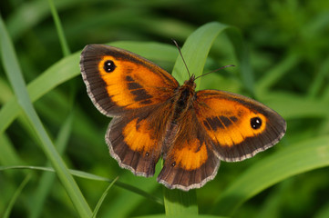Pyronia tithonus (LINNAEUS, 1767) Rotbraunes Ochsenauge, Männchen DE, RLP, Enkirch, Mosel 16.07.2016