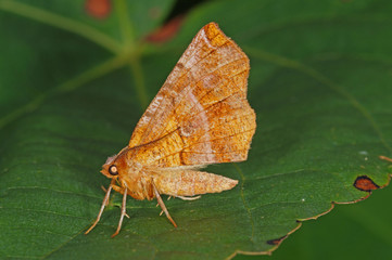 Selenia lunularia (HÜBNER, 1788) Zweistreifiger Mondfleckspanner DE, RLP, Starkenburg, Mosel 17.07.2016