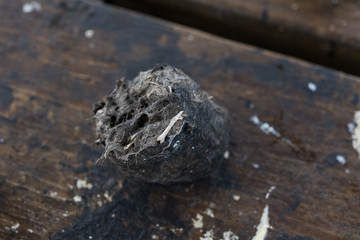 pellet and droppings of a barn owl 