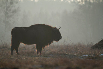 European bison