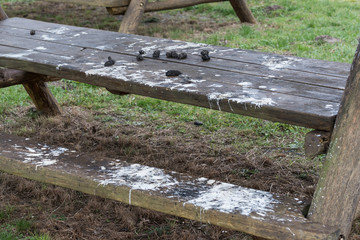 pellet and droppings of a barn owl 