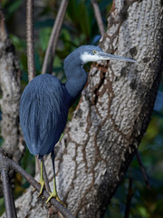 Western reef heron (Egretta gularis)