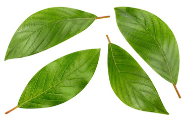 Nut leaves Clipping Path