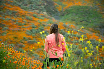 Golden poppies fields in Walker Canyon Lake Elsinore spring 2019