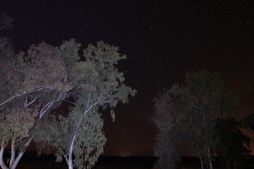Alboles y cielo por la noche