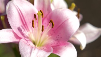 Fototapeta na wymiar Pink garden lily blooms in the summer garden. close-up. Flower business. Beautiful flowers bloom in spring in park.