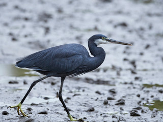Western reef heron (Egretta gularis)