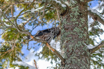 Nucifera caryocatactes perched on a branch in the winter forest.