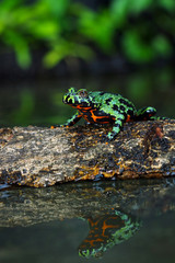 Oriental Fire Bellied Toad on water with reflections, Fire belly toad 