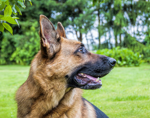 Black and Tan German Shepherd Headshot