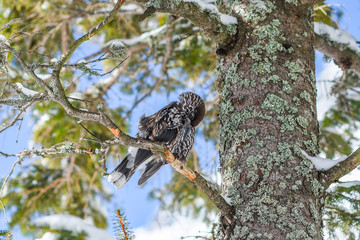 Nucifera caryocatactes perched on a branch in the winter forest.
